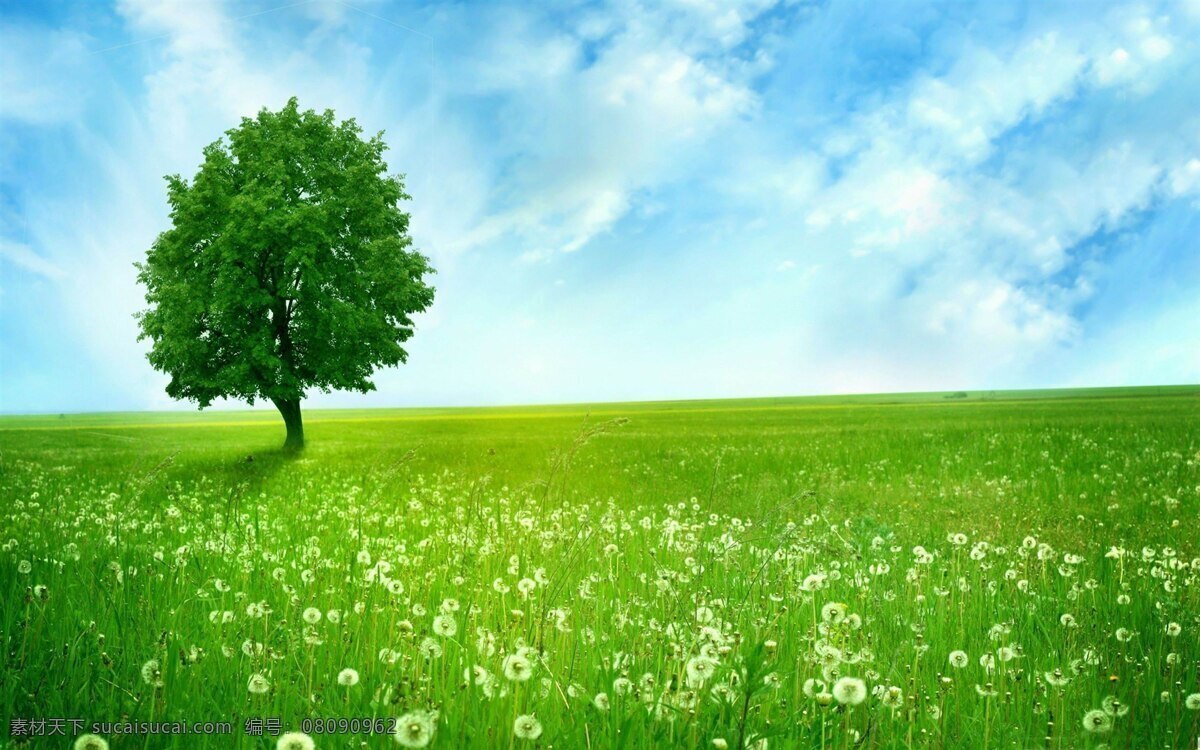 蒲公英的海洋 蒲公英 树 蓝天 白云 草 自然景观 自然风光