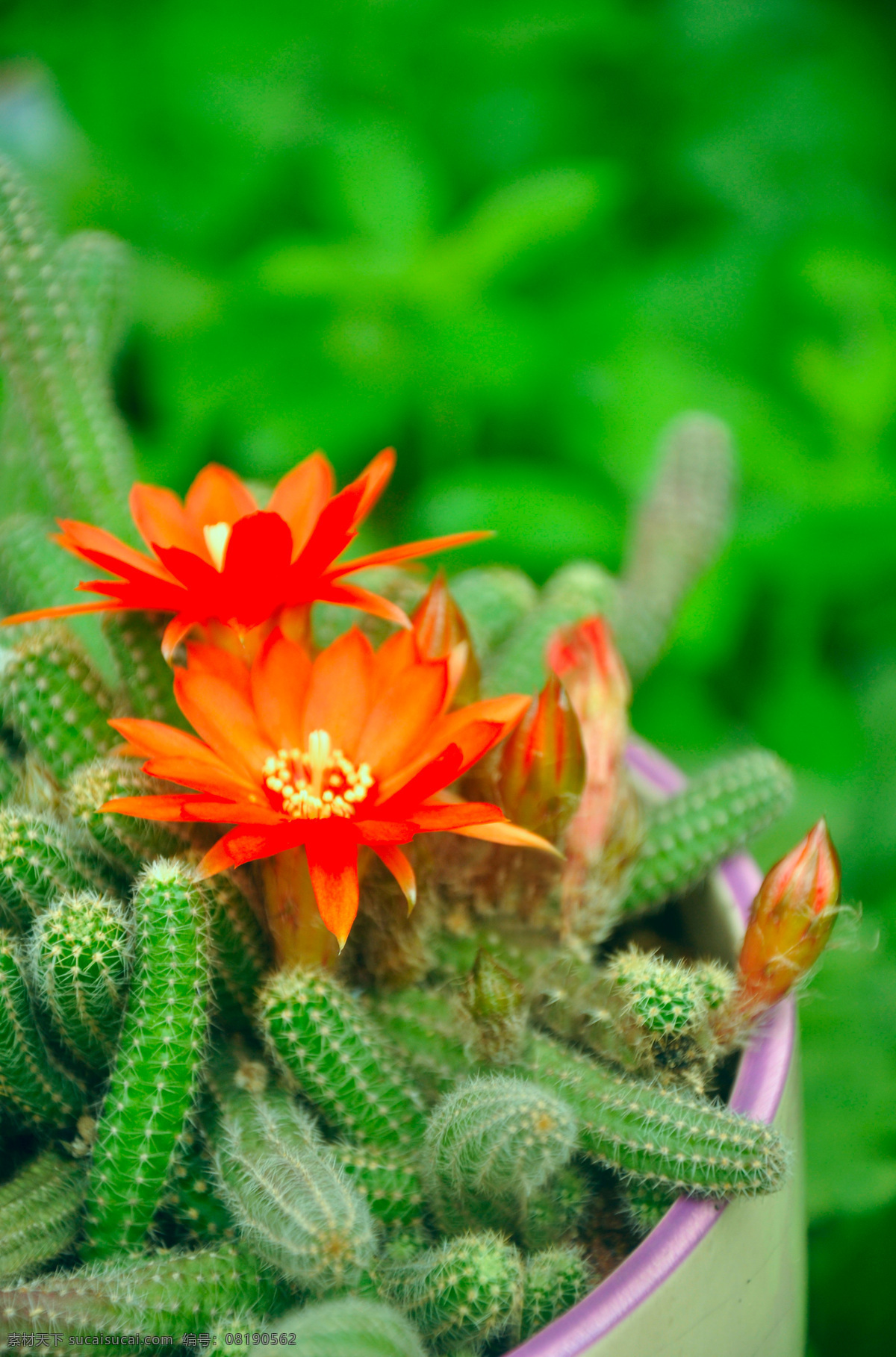 仙人柱 仙人掌 红花 花卉 花 花草 生物世界