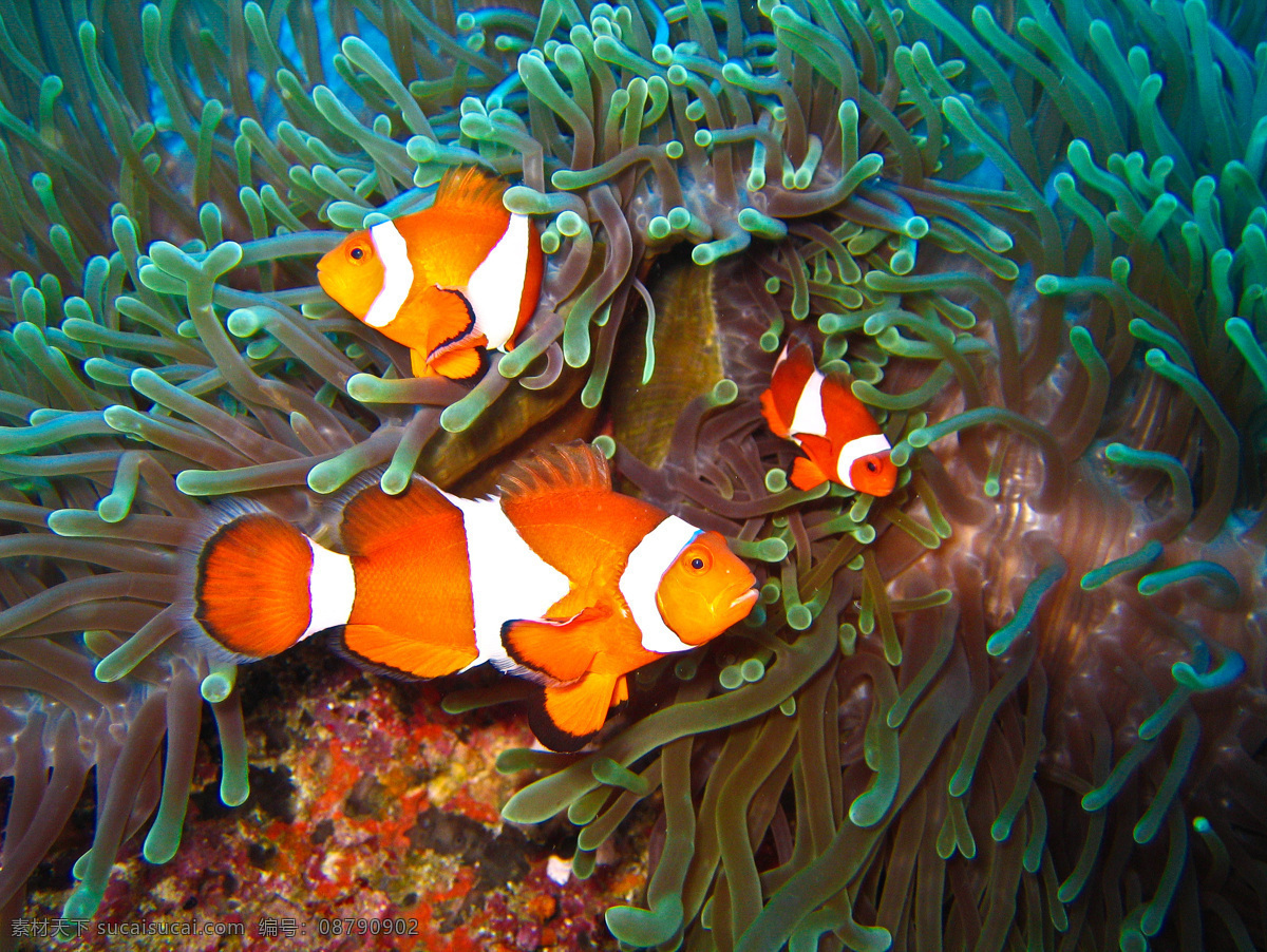 海底 世界 美丽 小丑 鱼 澳大利亚 保护 大自然 东南亚 发现 海底世界 卡通 可爱 底 小丑鱼 珊瑚 热带 潜水 鱼类 生物世界