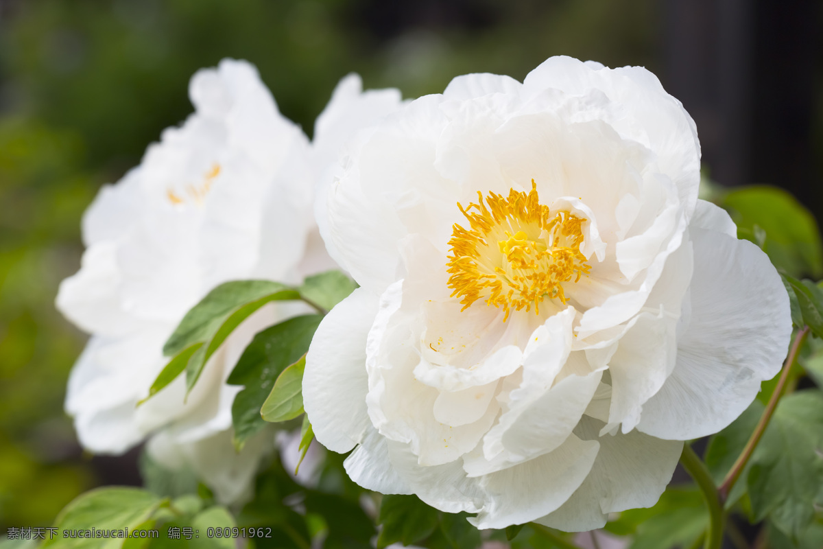 白牡丹 牡丹 白色 花卉 纯洁 高贵 高雅 植物 盛开 花瓣 花草 生物世界
