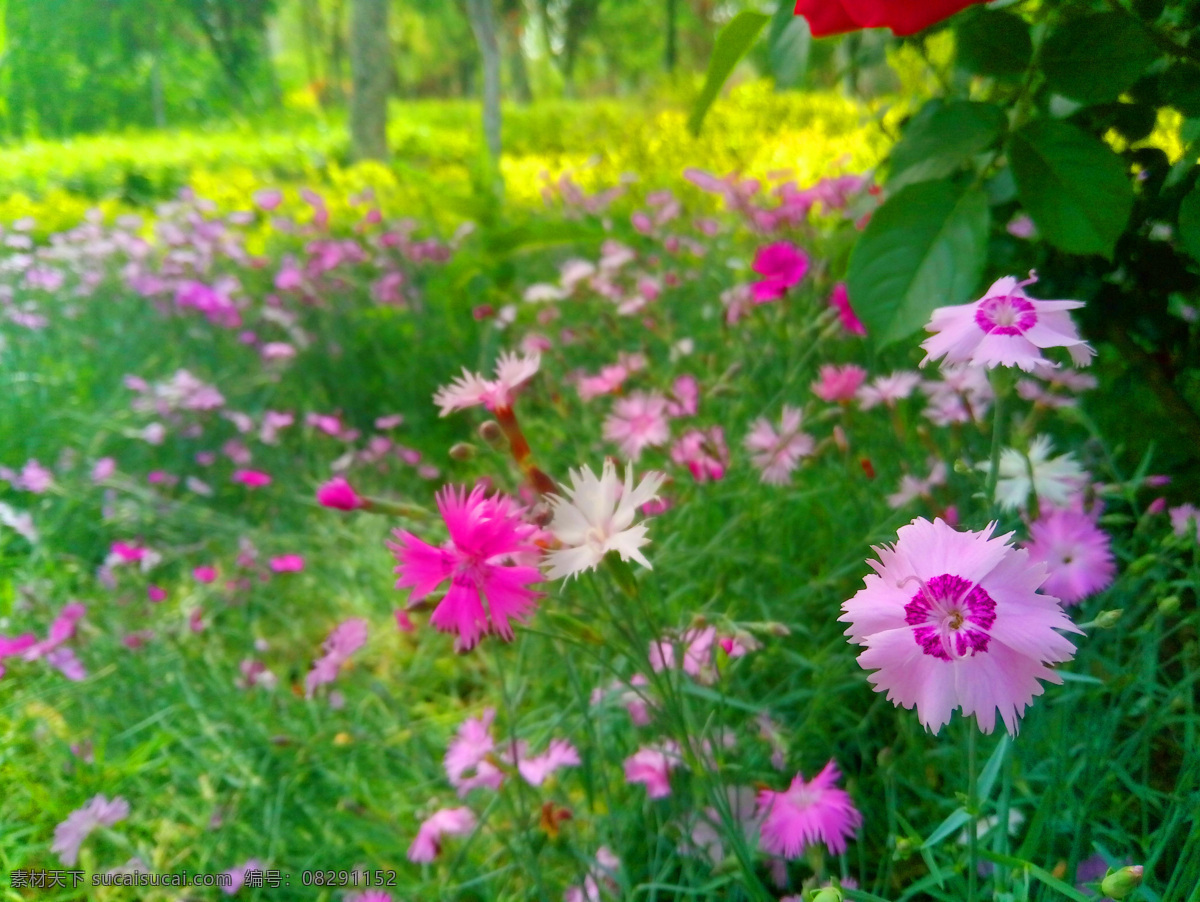 石竹花 鲜花 花朵 花卉 美丽的花 漂亮的花 自然风景 生物世界 花草