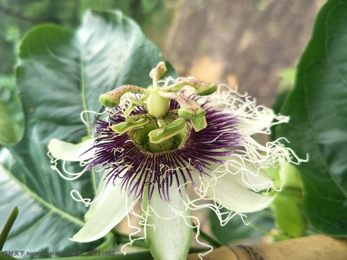 百香果花图片 百香果花照片 百香果 新鲜水果 未熟 叶子 青 花 叶果实 树上 自然 热带 健康 花朵 花卉 开花 紫色花 花瓣 白色花瓣 农作物 水果 蔬菜 生物世界