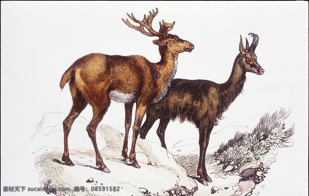双鹿素描 素描 动物 雄鹿 美术 逼真 绘画书法 文化艺术