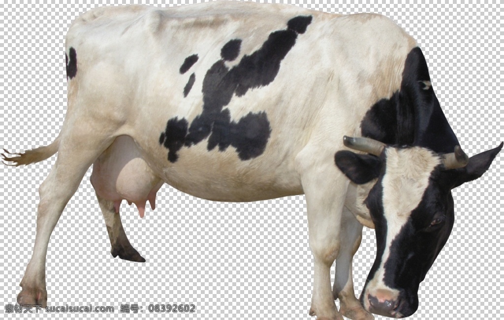 动物牛图案 动物 家畜 奶牛 肉牛 牛 哺乳动物 生物世界