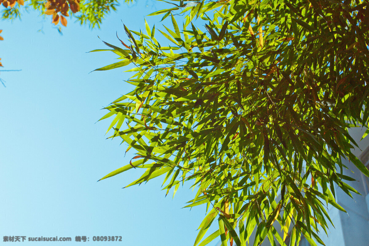 唯美 蓝天 下 竹子 商用 背景 图 竹叶 植物 文艺 古典