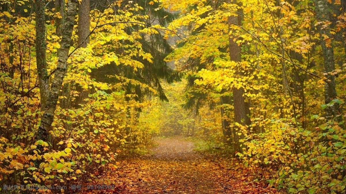 秋季 林间 小路 风景 秋天风景 秋季美景 道路 林间小道 树木风景 树林风景 美丽风景 风景摄影 美景 美丽景色 花草树木 生物世界
