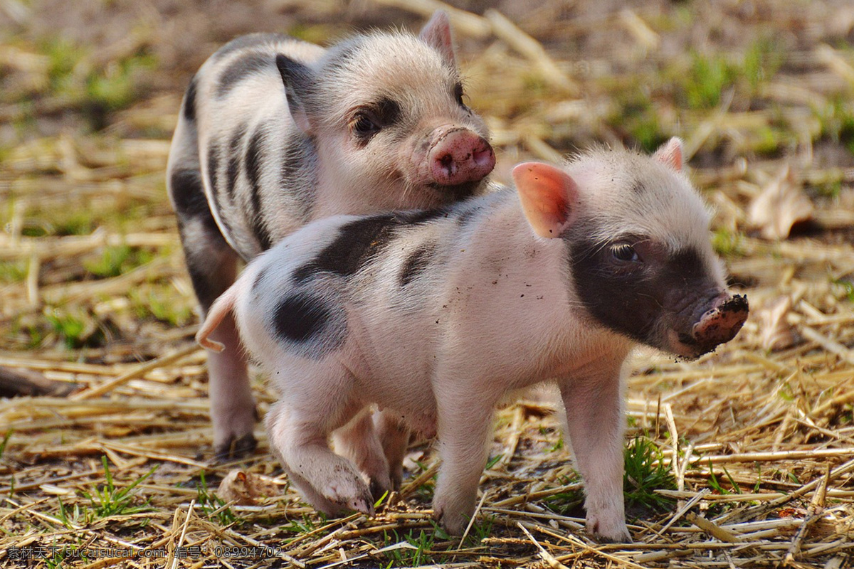 猪仔 猪 野猪 家猪 家畜 豕舒胖子 黑面郎 pig swine
