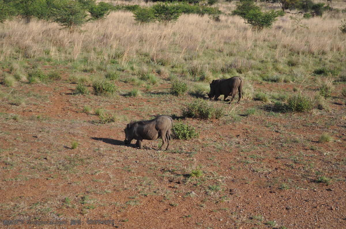 南非 匹 林 斯堡 国家 野生 动物园 野猪 动物 野生动物 草原 生物世界