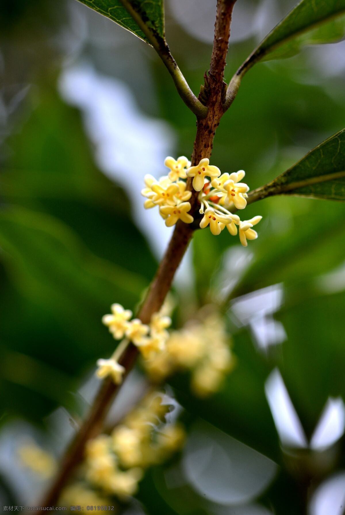 唯美 花 植物 自然 鲜花 花卉 花朵 桂花 鲜艳 艳丽 生物世界 花草