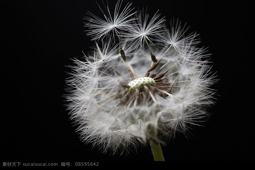 飞翔吧 尼康 d60 微距 摄影作品 花卉 蒲公英 生物世界 花草 摄影图库