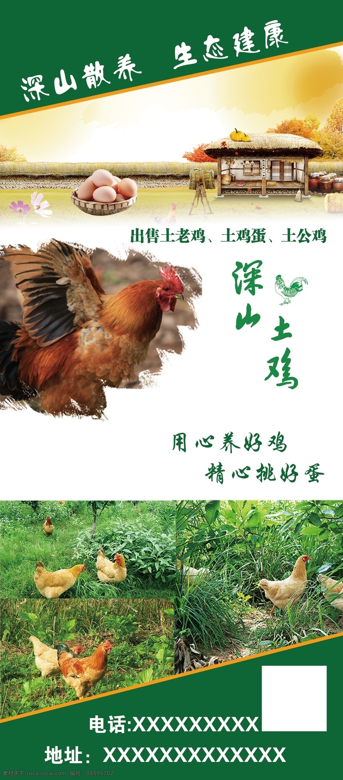 山鸡养殖宣传 山鸡 土鸡 土鸡蛋 土鸡养殖 土鸡展架 土公鸡 土母鸡 画面土鸡蛋