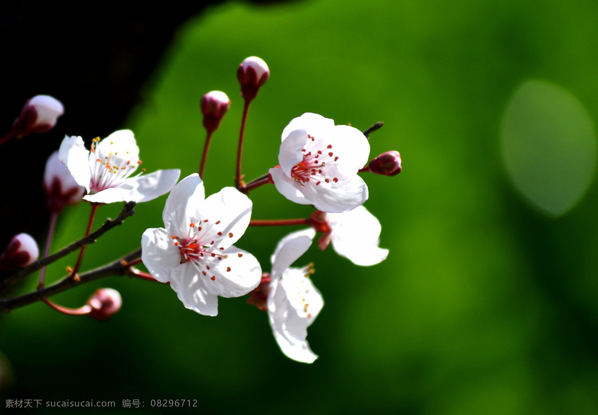 李子花 粉 花草 生物世界