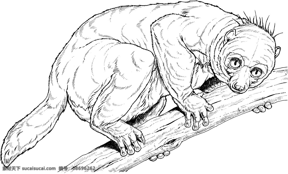 primates 灵长类 猩猩 猿猴 狒狒 动物素描 动物手绘画 设计素材 动物专辑 素描速写 书画美术 白色