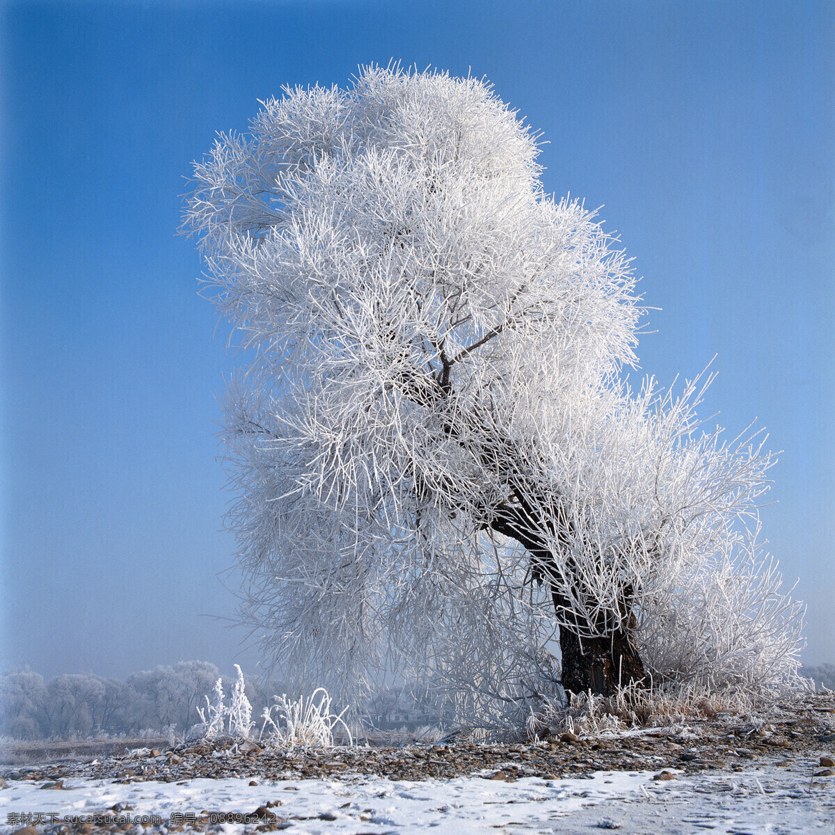 冬天雪景摄影 大自然 自然风景 美丽风景 美景 景色 风景摄影 旅游景区 旅游风景 旅游奇观 冰花 雪地 雪景 自然景观 蓝色