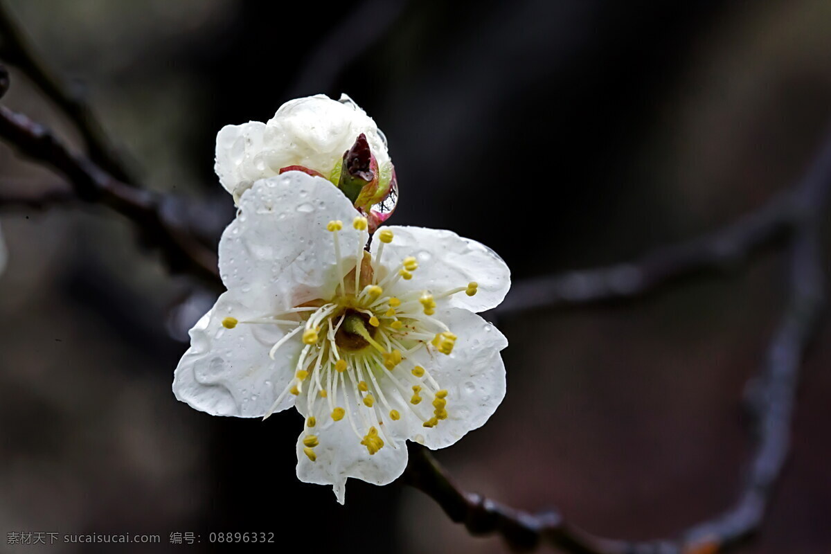 雨 后 娇 俏 梅花 桌面壁纸