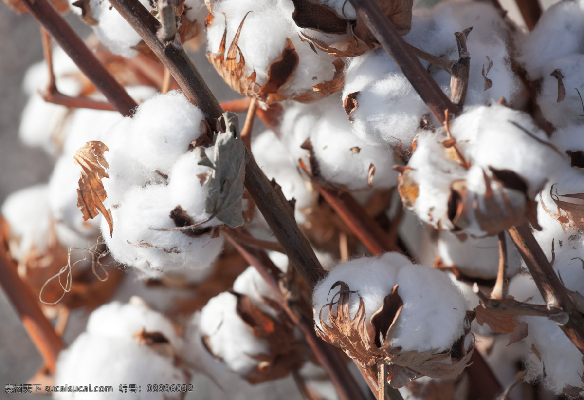 缀 满 枝头 棉花 白棉花 棉被 植物 农业 农作物 棉花图片 农业生产 现代科技