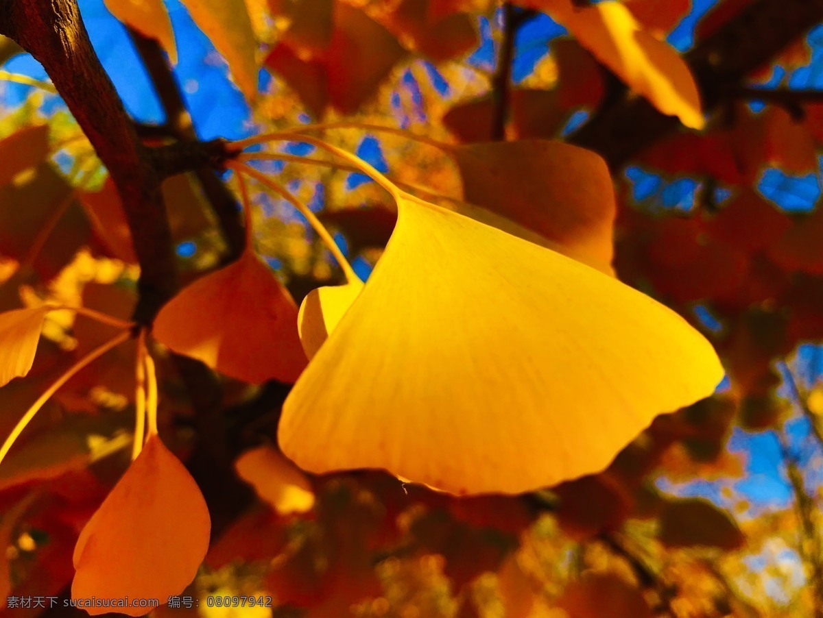 银杏叶 树叶 秋 黄金叶 叶子 自然景观 风景名胜