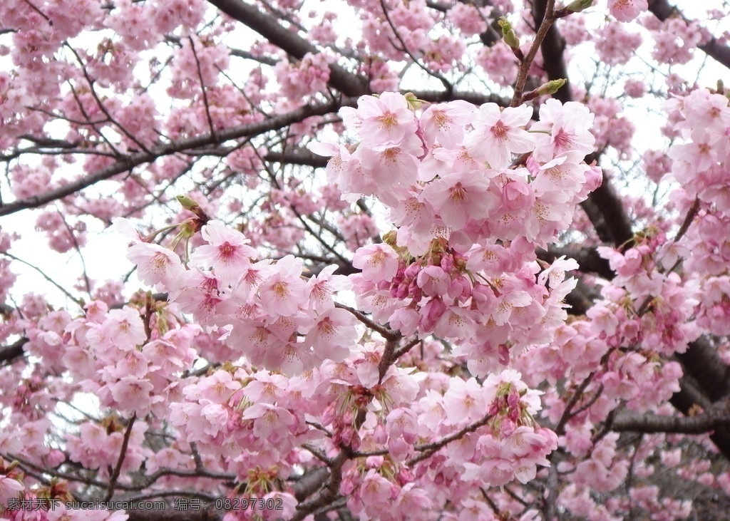 艳丽的桃花 桃树 花树 浪漫 温馨 春天 桃花盛开 树木树叶 生物世界