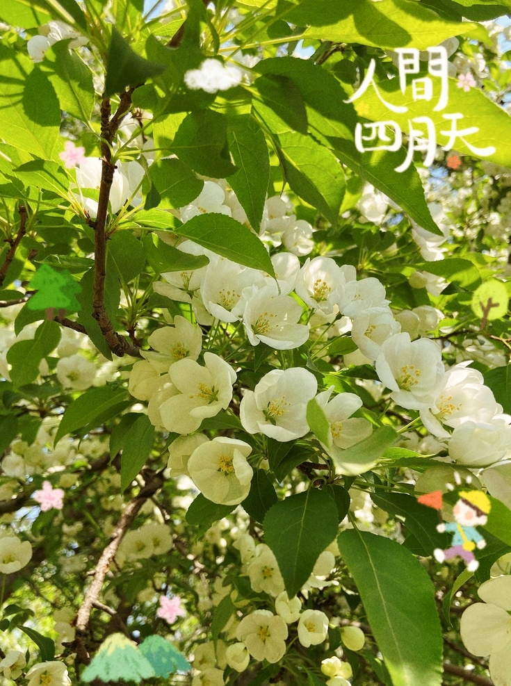 海棠花图片 海棠 海棠花 白色花 绿色化 绿叶 海棠树 自然景观 自然风景
