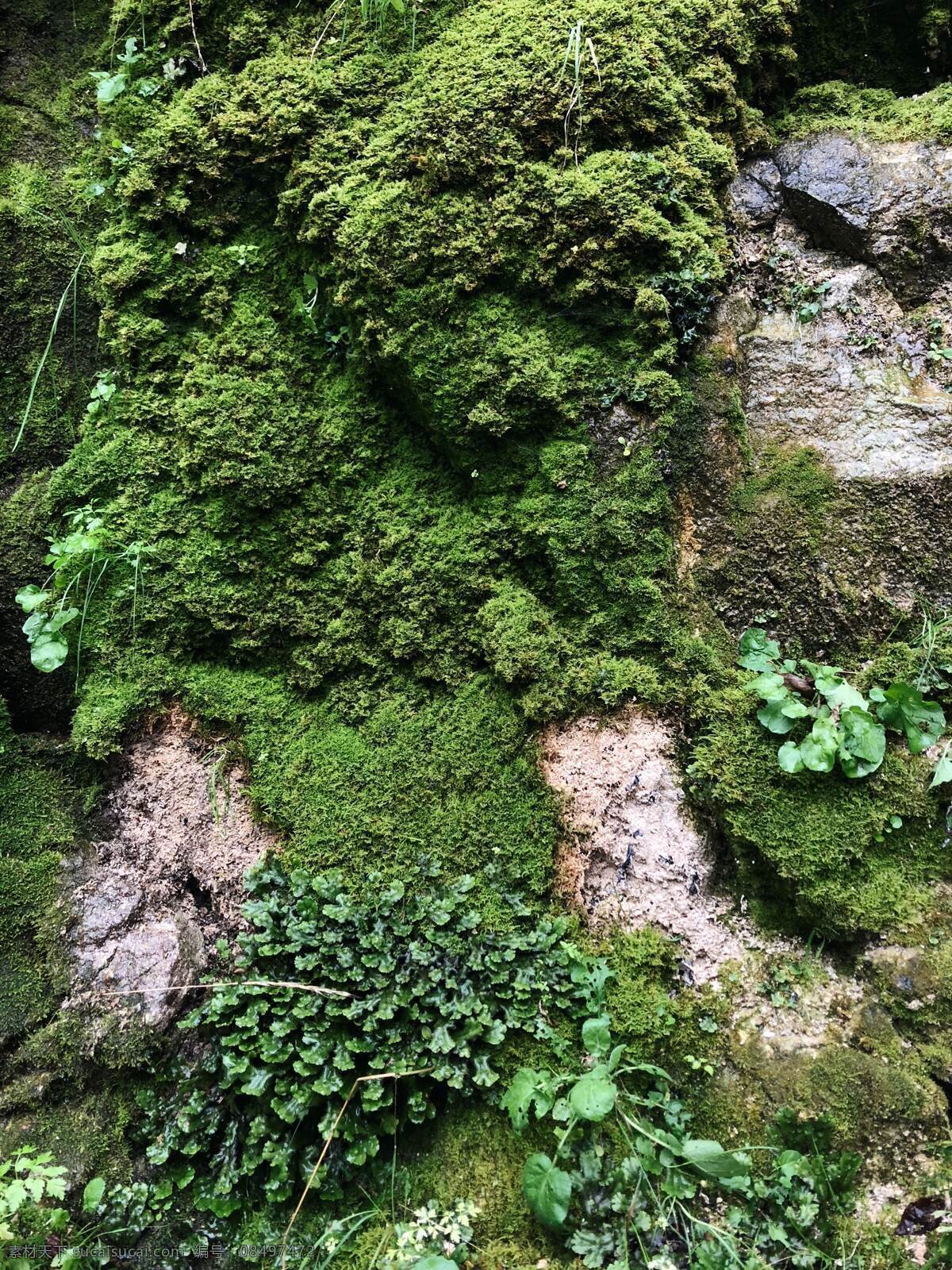 苔藓 户外 丛林 小清新 拍摄 摄影类 自然景观 山水风景