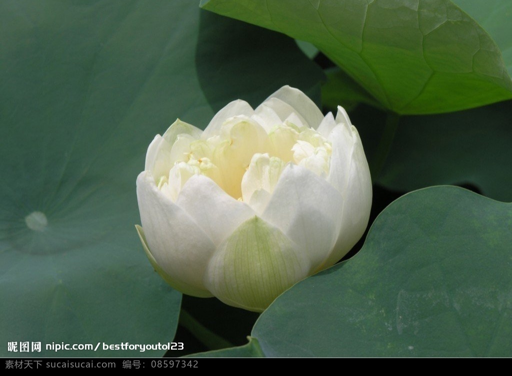 莲花 沐浴 阳光 中 水中 仙子 水芙蓉 荷花 睡莲 芙蓉 鲜花 花朵 花瓣 洁净 可爱 白藕花 芙蕖 水芝 水花 玉芝 水宫仙子 生物世界 花草 摄影图库