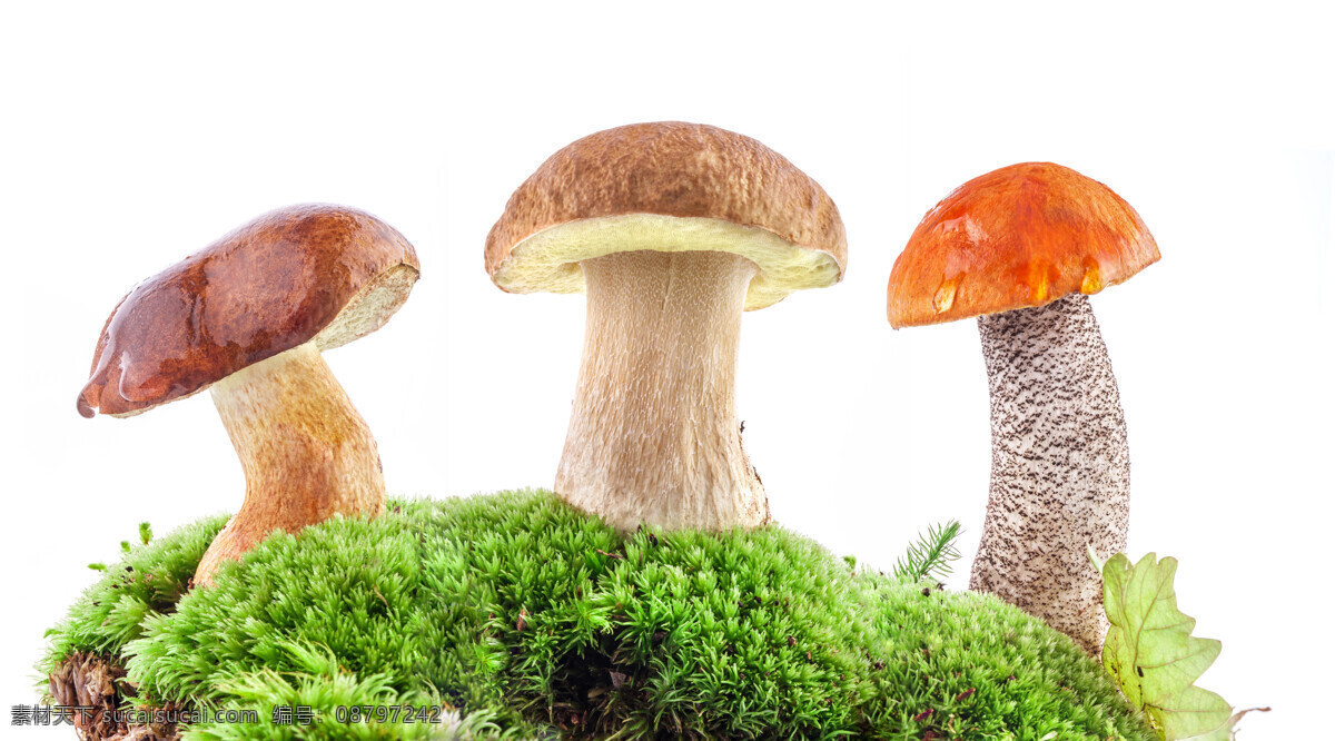 长 地上 三个 蘑菇 蔬菜 新鲜的蘑菇 三个墨个 草地 绿叶 菜叶 菌类食物 蔬菜图片 餐饮美食