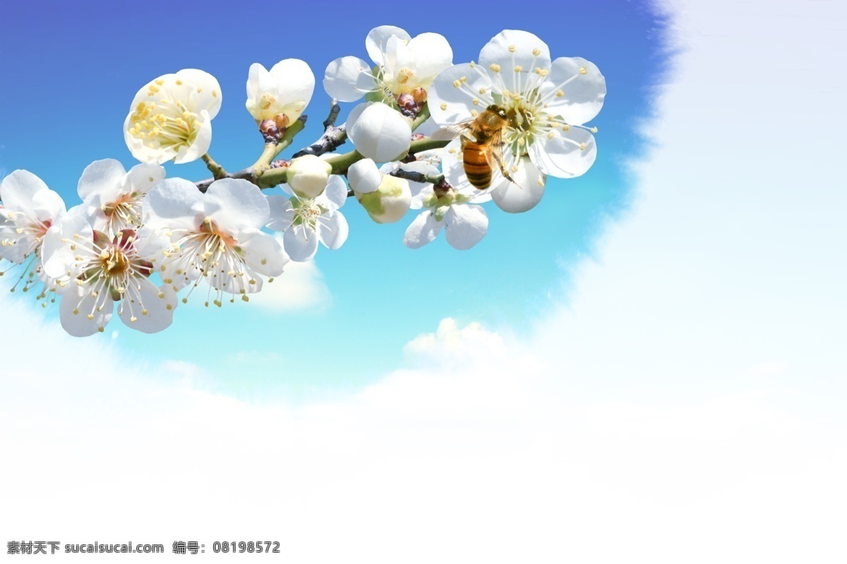 鲜花 花朵 蓝天 白云 蝴蝶 春天 创新psd 飞机 田野 psd源文件