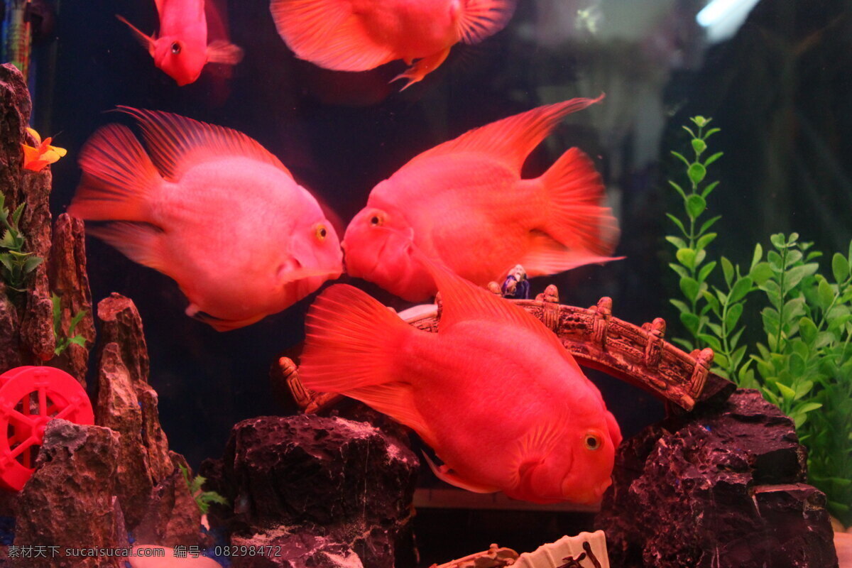 金鱼 热带鱼 生物世界 鱼缸 鱼类 招财鱼 红色金鱼
