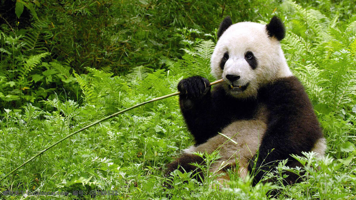 可爱 中国 大熊猫 高清 动物 野生动物 森林 树木