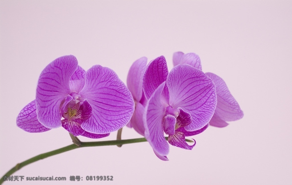 蝴蝶兰 花 花卉 花艺术 自然 花世界 鲜花 花草 生物世界