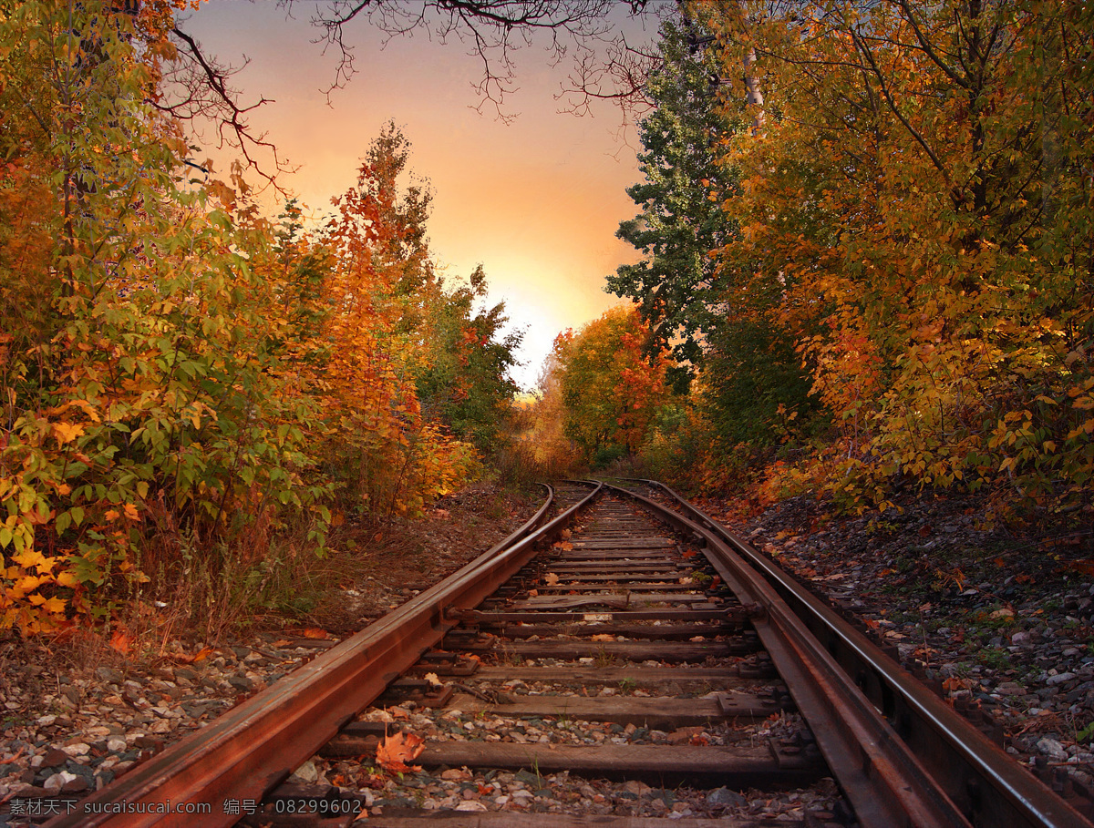 远方 延伸 铁轨 高清 摄影图片 高清摄影图片 火车轨道 金色秋季风景 风景 生活 旅游餐饮