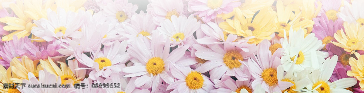 唯美 菊花 电商 banner 背景 背景图 唯美背景 淘宝海报 渐变 彩色 背景素材 淘宝首页 电商背景 花朵
