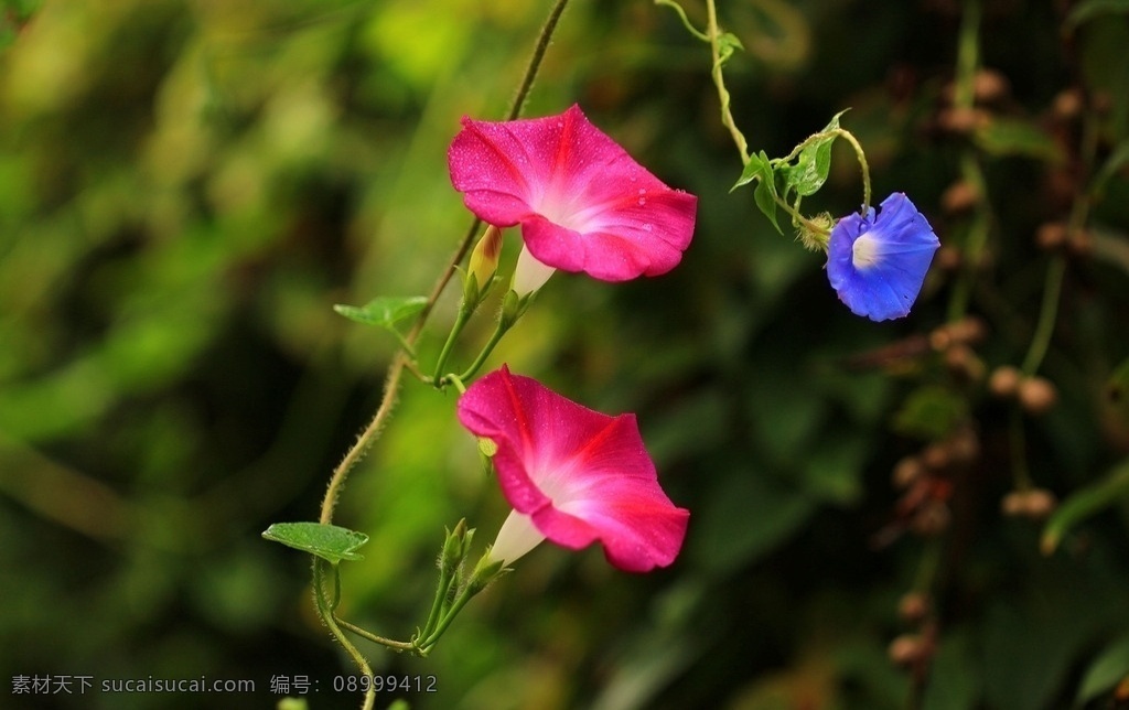 牵牛花 喇叭花 鲜花 花朵 花草 植物 园艺 观赏植物 绿植 花草植物树木 生物世界