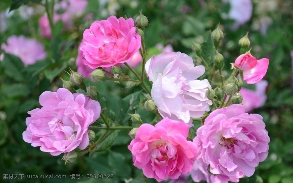 蔷薇 花卉 又名 多花蔷薇 蔷蘼 花朵 花蕊 花儿 绿叶 花蕾 刺玫 白残花 蔷薇科属 花五朵 重瓣 紫红色 蕾数个 花卉系列 花草 生物世界