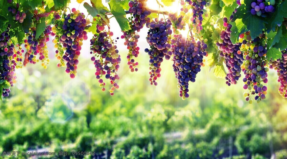葡萄架葡萄 葡萄架子 葡萄架 葡萄 新鲜水果 水果 新疆葡萄 健康水果 紫色葡萄 蔬菜水果 生物世界