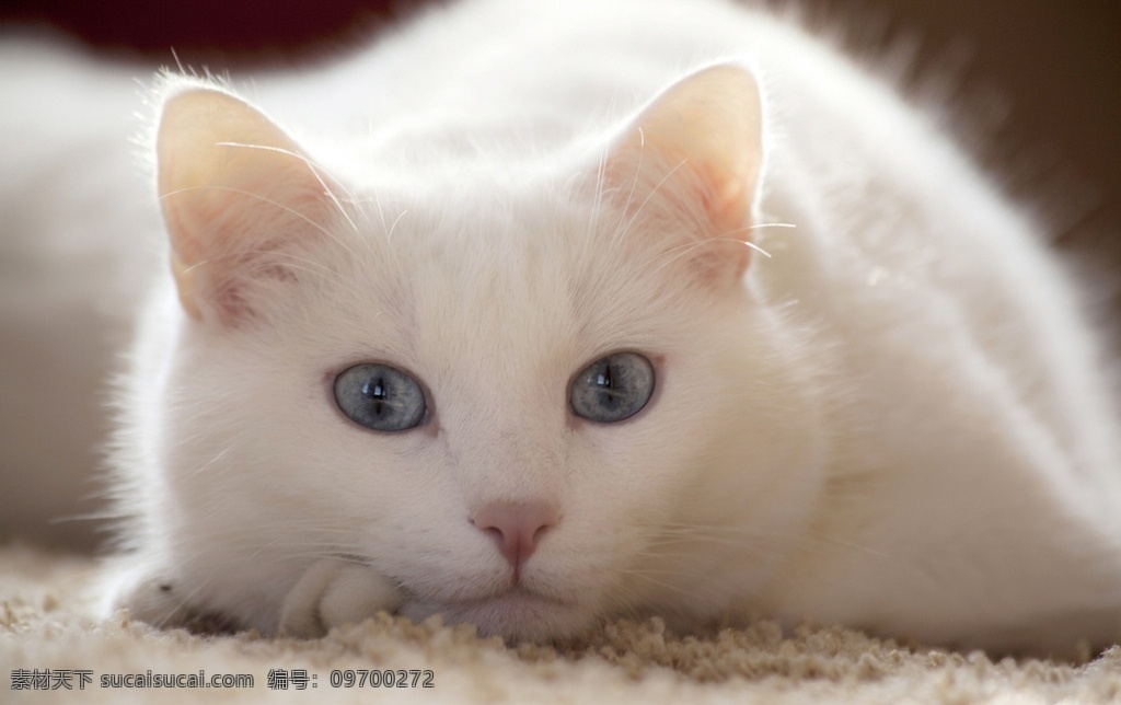 喵星人 猫 萌宠 萌猫 白猫 宠物 生物世界 其他生物