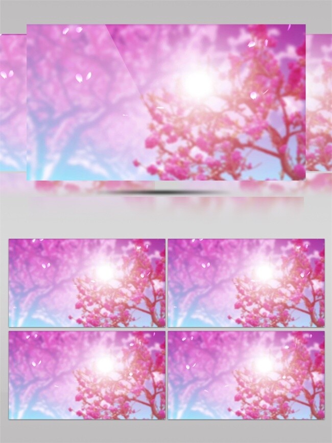 粉色 樱花 视频 粉色浪漫 樱花树下 唯美浪漫 美丽风景素材 自然风光素材 樱花日光 田园风光