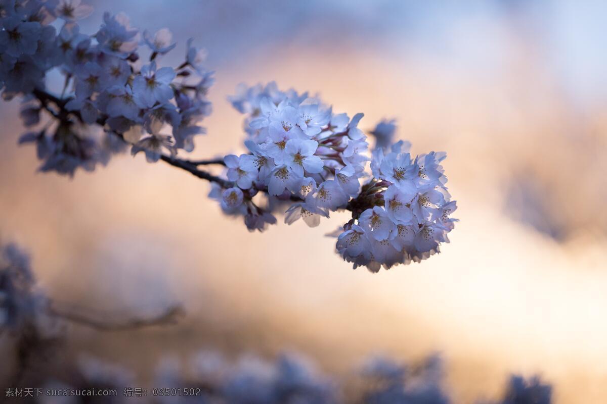 杏花 特写 花 树 杏 花朵 鲜花 盛开 白色 杏树 蓝天 天空 植物 花卉 花草 树枝 文化 春天 生物世界 摄影图片 自然景观 田园风光 花类