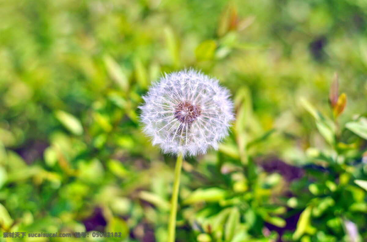 唯美 蒲公英 高清 野生植物 野花 野生花朵 植株 花卉