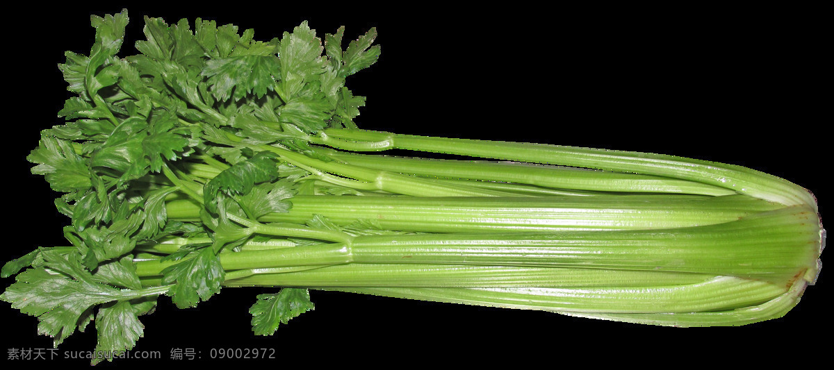 胡芹 旱芹 青芹 水芹 白芹 西芹 香芹 食物 食品 绿色食品 健康蔬菜 蔬菜 菜 农场 有机蔬菜 果蔬 绿色蔬菜 农产品 农副产品 芹菜贴图 芹菜背景 芹菜壁纸 芹菜摆拍 生物世界