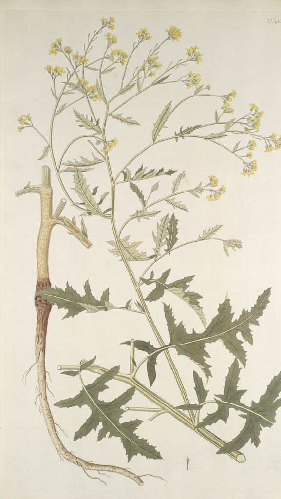 精美 绘画 草本植物 图谱 植物手绘 欧美复古 花卉花朵 清新淡雅风格 花草绘画 设计参考 绘画素材 工笔画 装饰画 插画 植物图谱 树叶花朵 临摹素材 复古绘画 装饰画芯 叶片树枝 树干 植株 药材植物 彩铅绘画 植物花朵 生物世界 花草