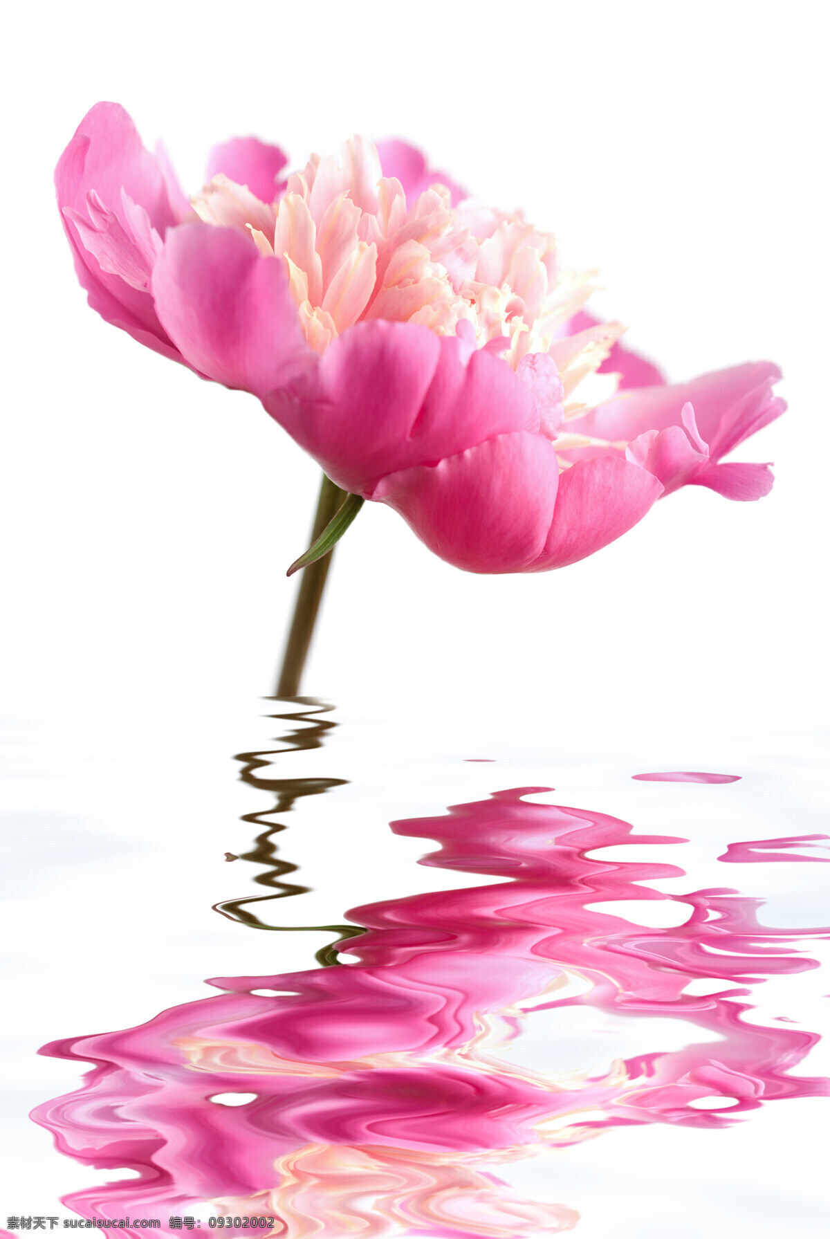水中 粉红色 花朵 花卉 牡丹 水波 水中花 生物世界
