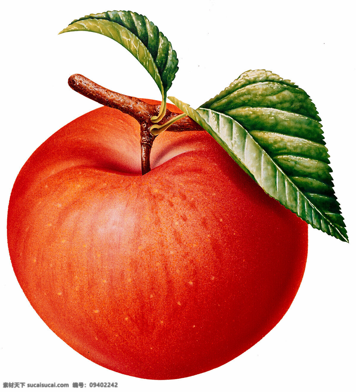 红苹果 特写 插画红苹果 带叶苹果 成熟苹果 插画集