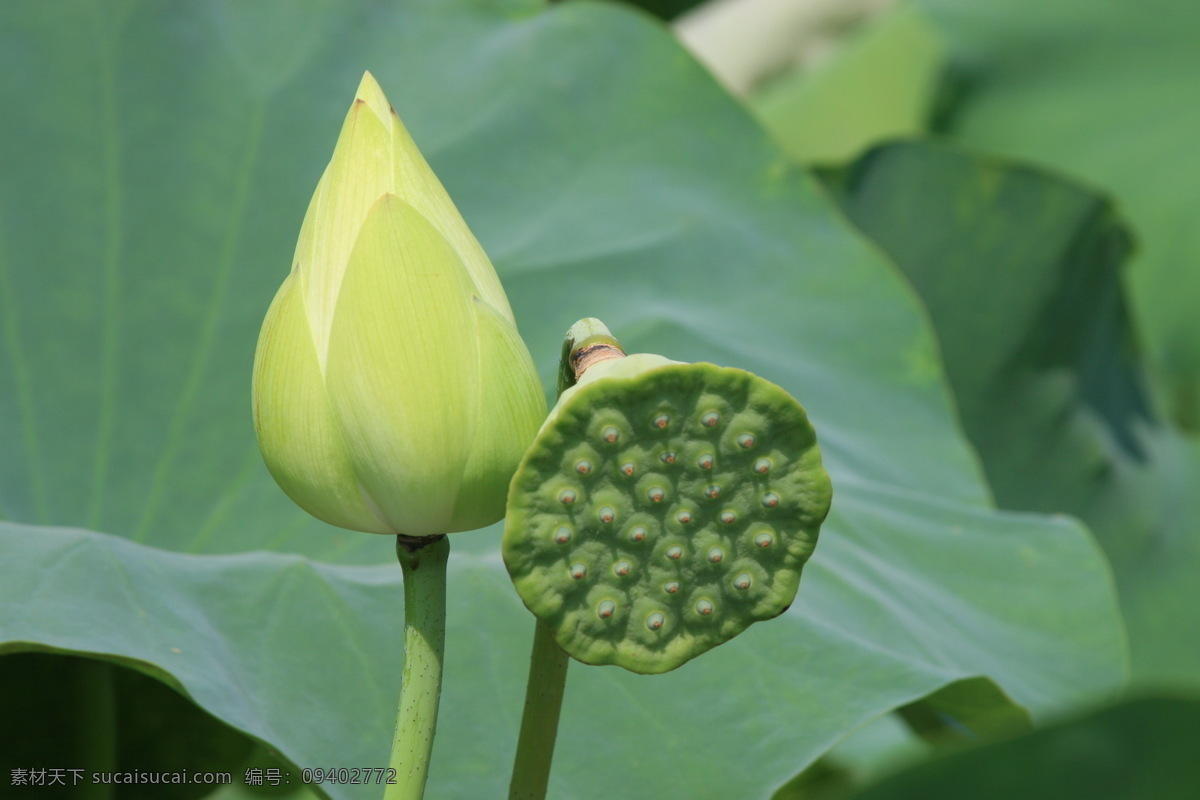 茂盛的荷花