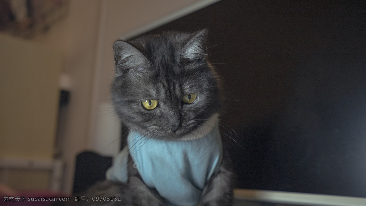 宠物 猫咪 商业摄影 小猫 猫猫 商业 美短 母猫