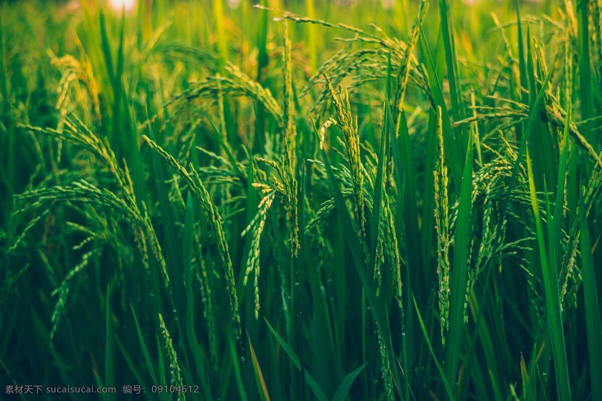 麦地 麦田 麦浪 绿色 有机 生态 农业 现代科技 农业生产