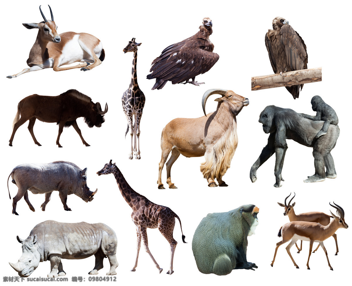 非洲动物摄影 羚羊 长颈鹿 秃鹰 猩猩 狒狒 野猪 犀牛 野生动物 动物摄影 动物世界 陆地动物 生物世界 白色
