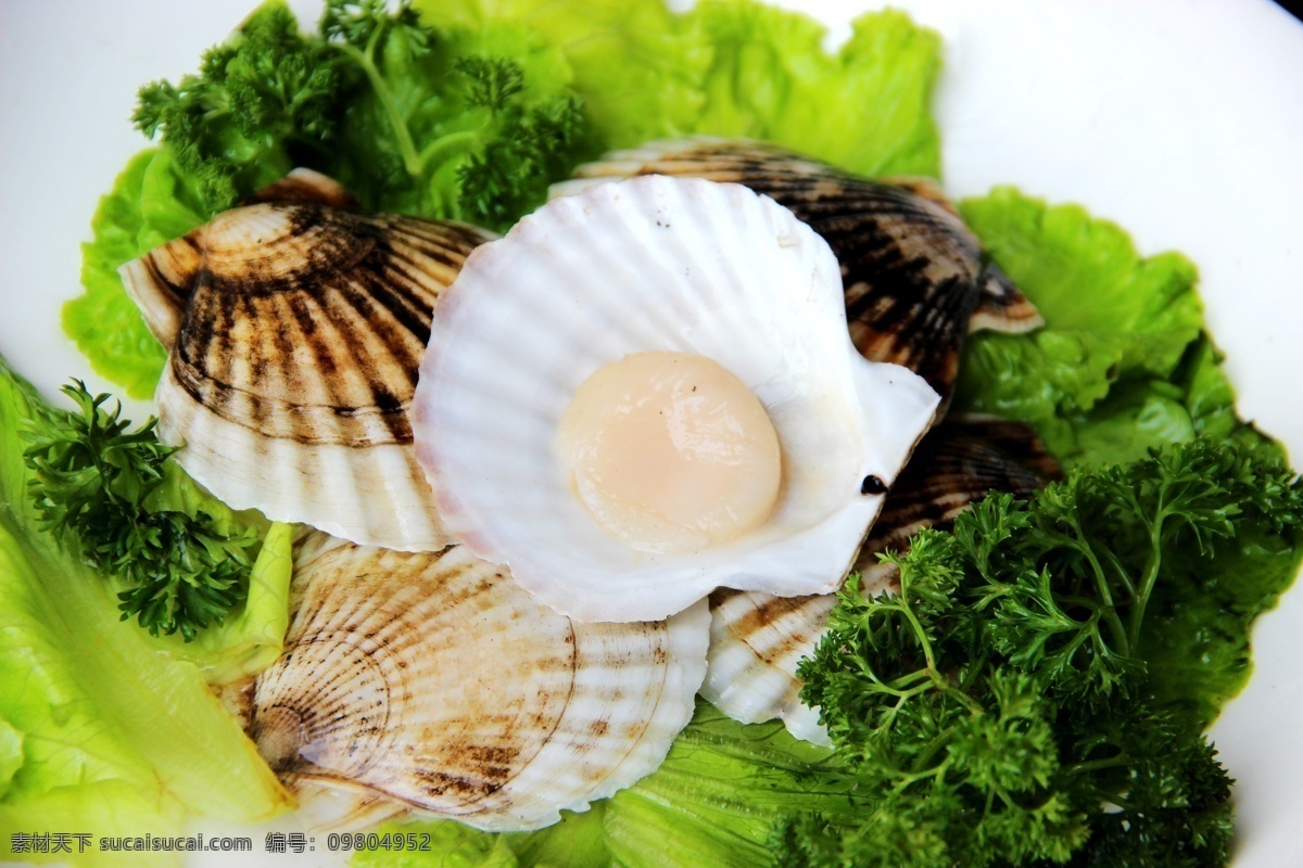 海鲜 扇贝 美食 美味 贝类 餐饮美食 食物原料
