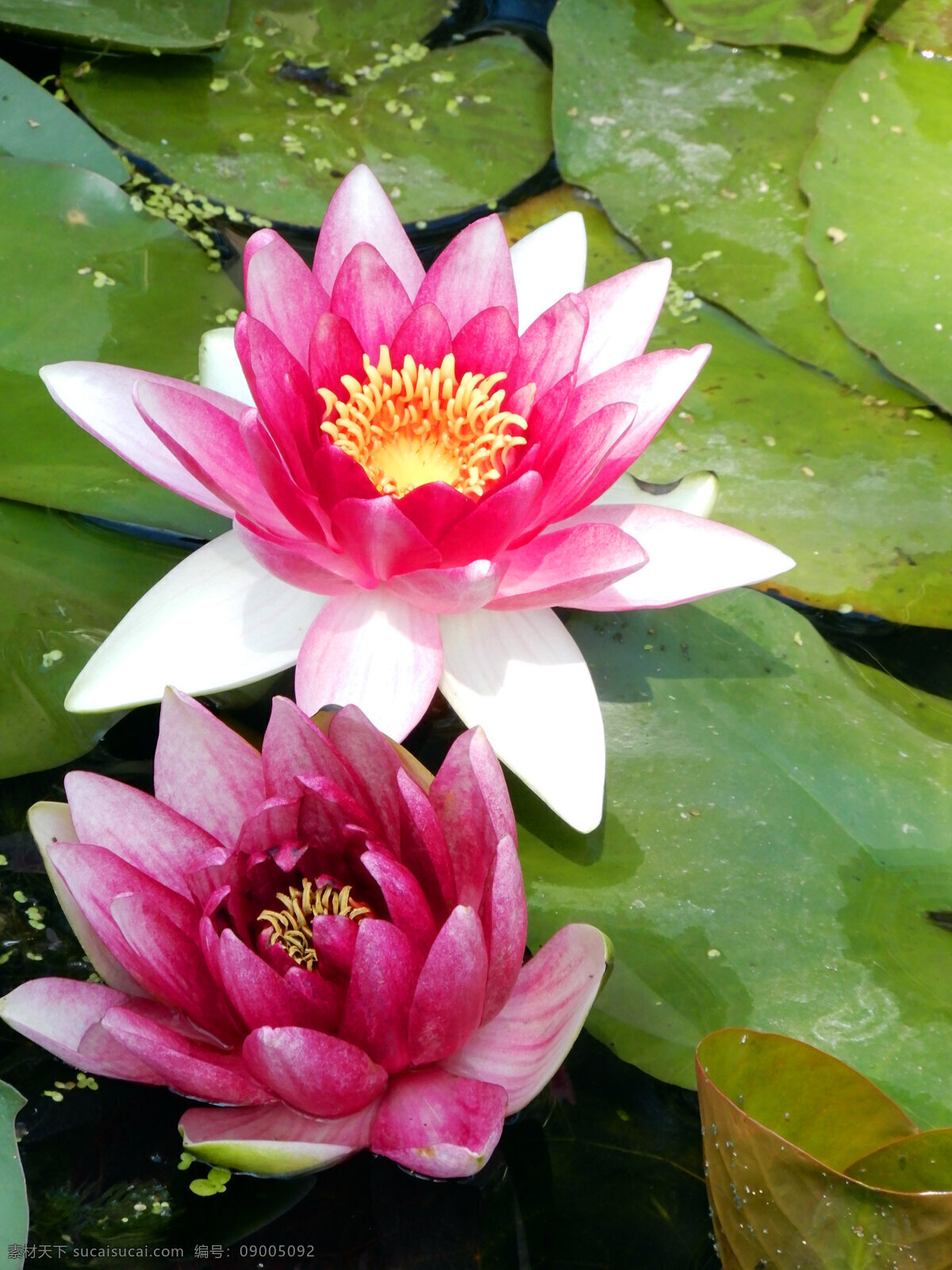 睡莲花 睡莲 花朵 鲜花 花瓣 水上花 盛开 荷叶 绿叶 叶子 植物 生物世界 花草