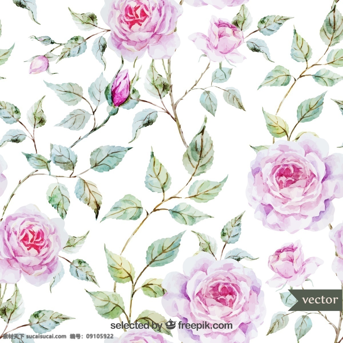 水彩玫瑰 花卉 水彩 自然 油漆 玫瑰 花园 鲜花 园艺 图标 高清 源文件